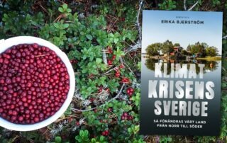 lingonris och boken Klimatkrisens Sverige